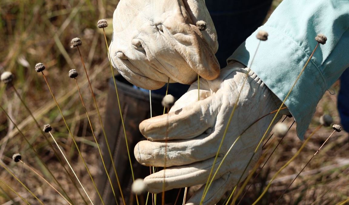 Redescobertas: Plantas Extintas há 30 Anos São Reencontradas em Minas Gerais