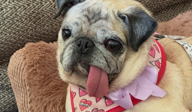 Pug Jinny Lu é eleita o Cão Mais Feio do Mundo em concurso nos EUA