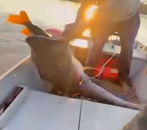 Pescadores encontram surubim gigante lutando pela vida com piranha na boca