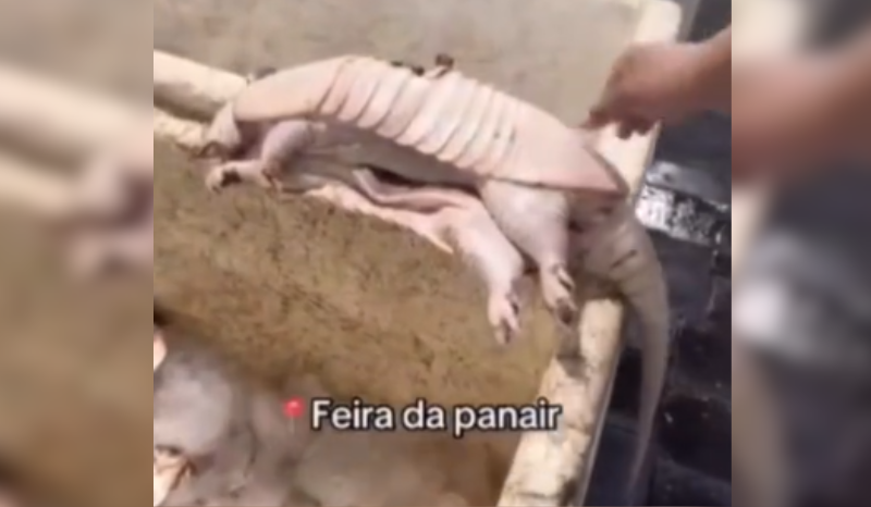 Vídeo de venda de tatu na Feira da Panair gera polêmica nas redes sociais