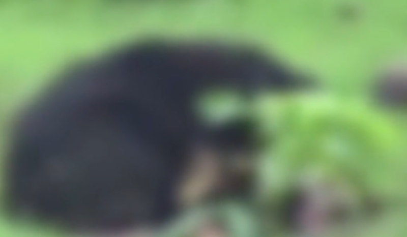 Ataque de ursa em vila na Índia deixa dois irmãos mortos e feridos
