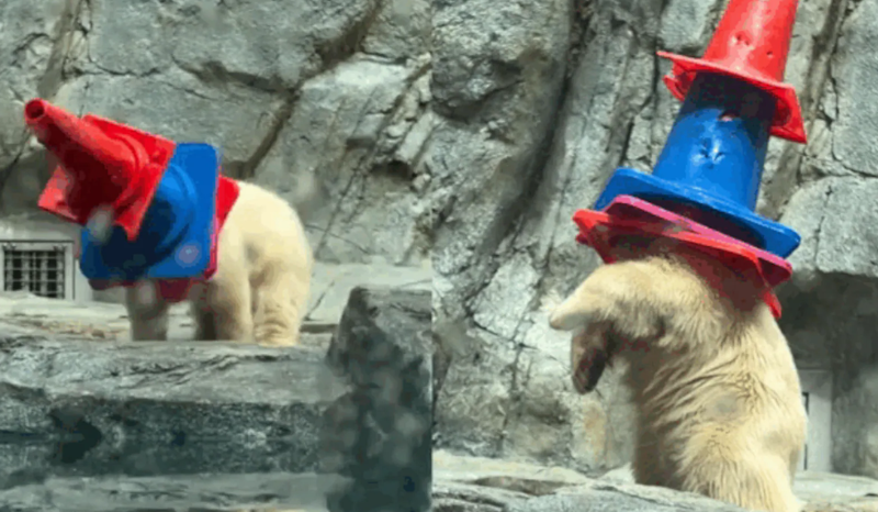 Filhote de urso-polar encanta internautas ao brincar com cones no Japão