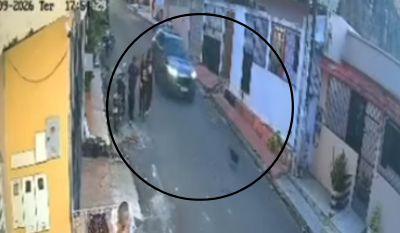 Cachorro é atropelado na zona oeste de Manaus e motorista foge do local