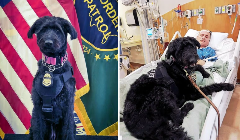 Chloe, a Cadela Resgatada que se Torna Apoio Emocional nos EUA