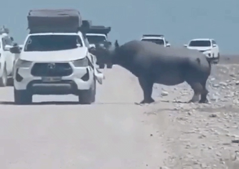 Rinoceronte avança contra carro durante safári na Namíbia; assista ao vídeo