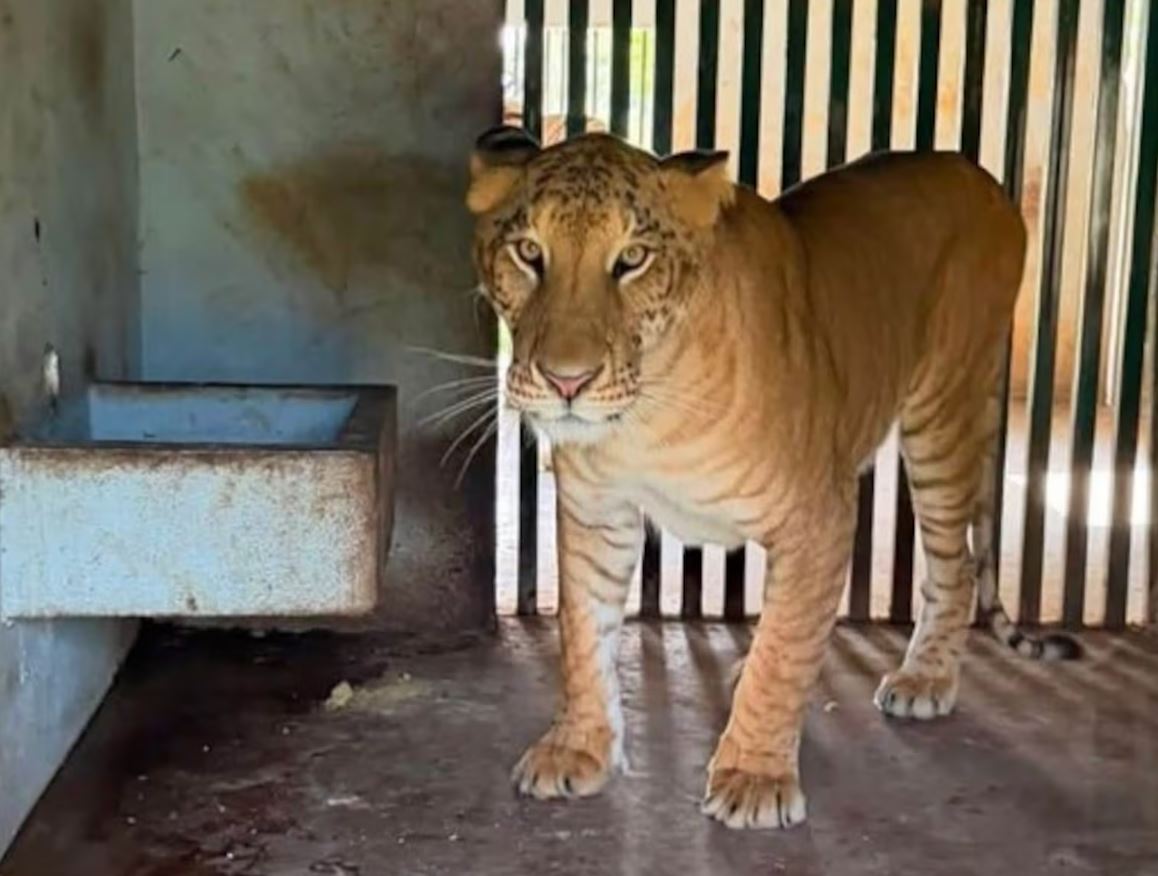 Polícia descobre animal híbrido raro em rancho de traficante no México