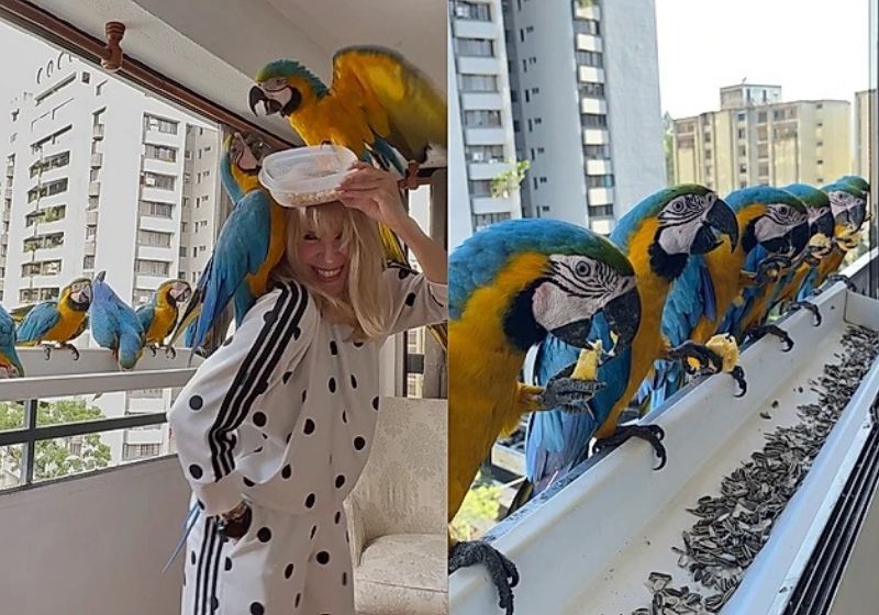 Inusitada amizade: araras visitam mulher diariamente em Caracas