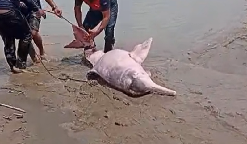 Boto-cor-de-rosa é resgatado no Rio Solimões durante estiagem