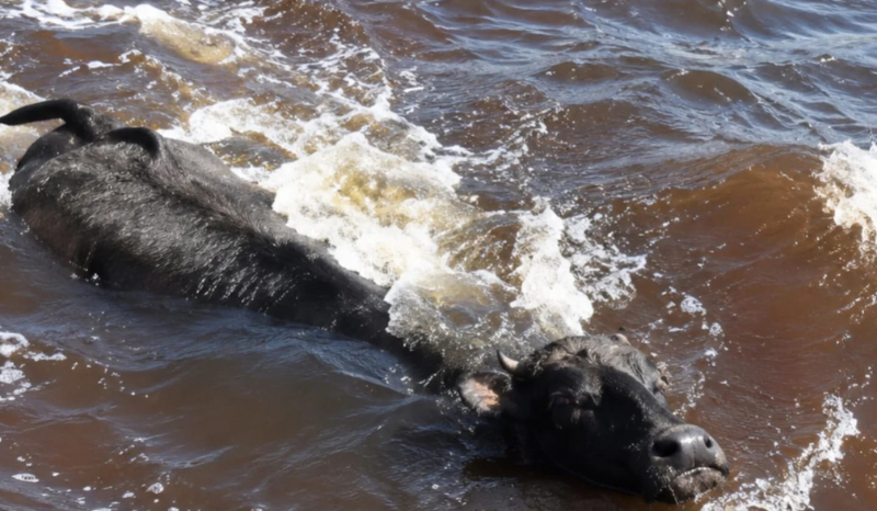 Búfalo é registrado nadando no Rio Amazonas em Manaus
