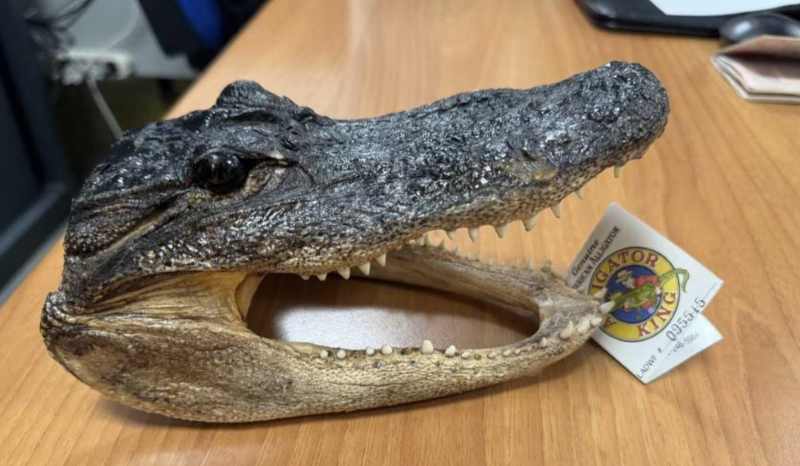 Italiano é flagrado com cabeça de crocodilo em mala e enfrenta multa alta