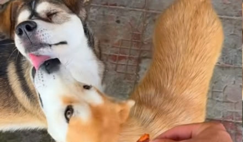Cachorro espera amigo cego encontrar petisco antes de comer na China