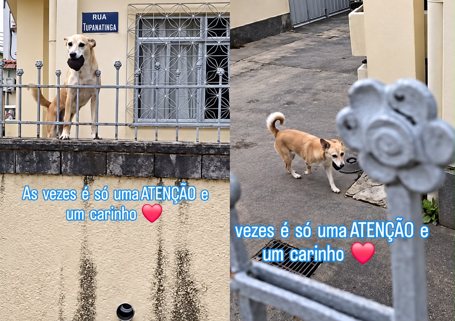 Cachorro e motoboy fazem entrega se transformar em momento divertido