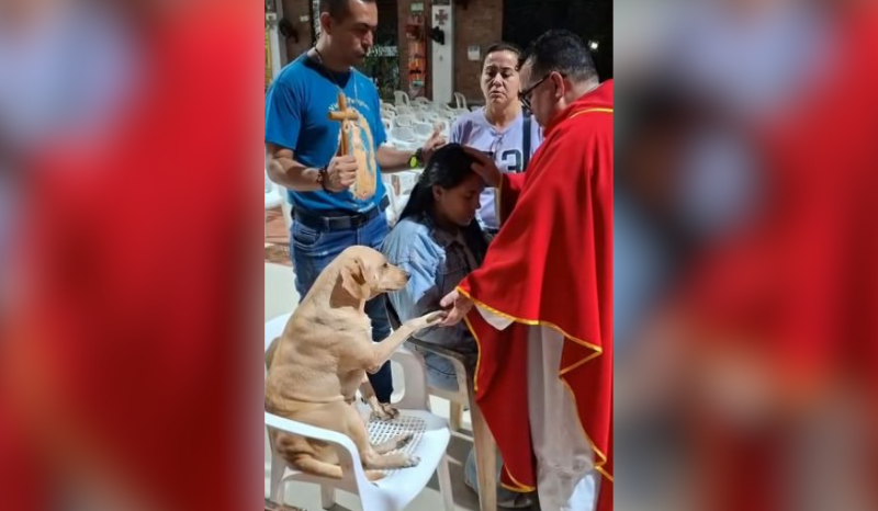 Cachorro pede benção a padre e viraliza em vídeo emocionante na Colômbia
