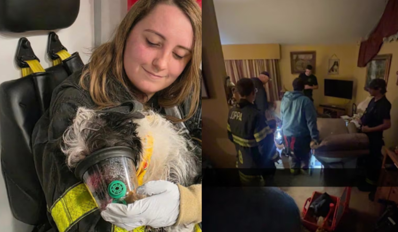 Cachorro é resgatado após ficar preso em poltrona reclinável nos EUA