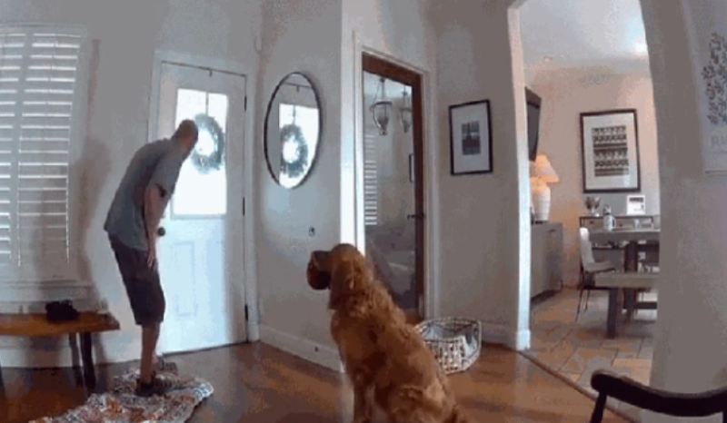 Golden retriever se torna viral por brincar com ladrão; veja o vídeo