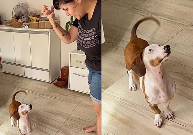 Cachorro surdo aprende sinais e se torna estrela nas redes sociais