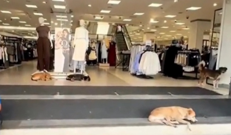 Cachorros descansam dentro de loja no Centro de Manaus devido ao calor