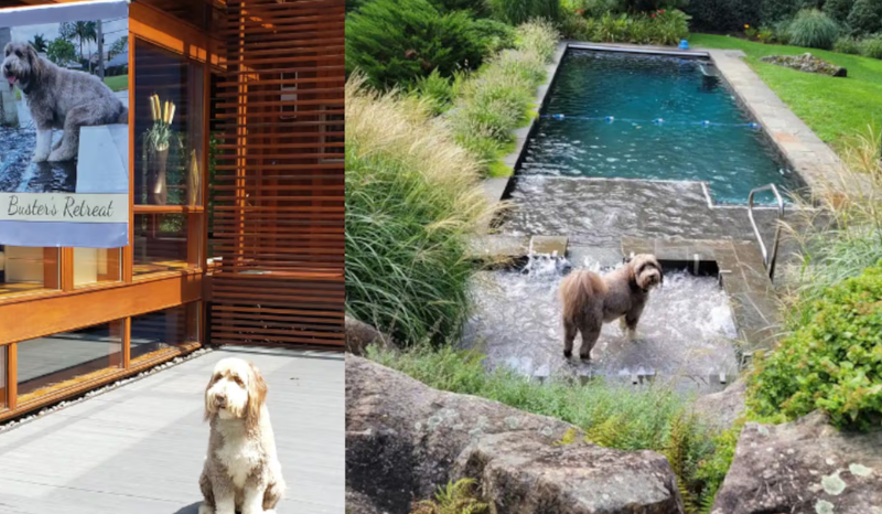 Casal investe R$ 10 milhões para adaptar casa para seu cachorro em NY