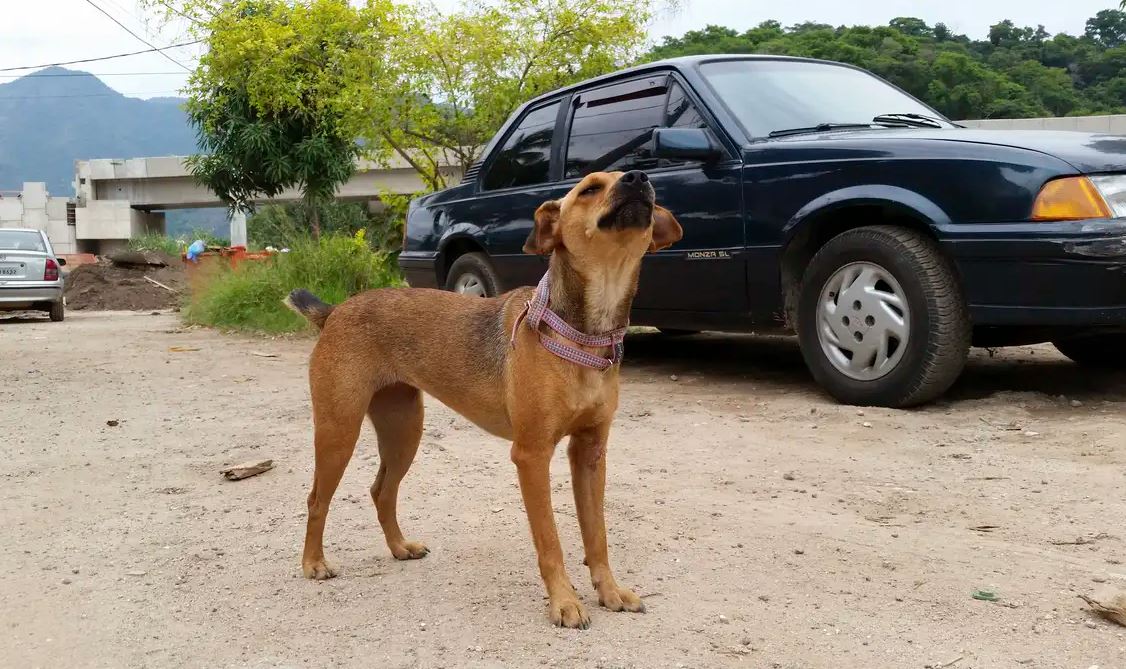 Cinomose em cães: vacinação é essencial para prevenir surtos