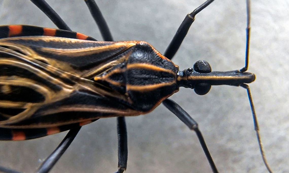 Fiocruz encerra projeto Cuida Chagas e avalia impacto na saúde pública