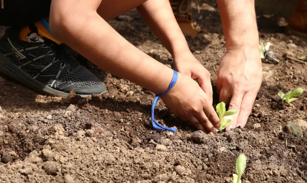 Candidatos são convocados a apoiar a agroecologia nas eleições