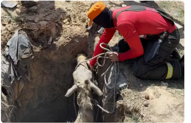 Bombeiros realizam resgate de égua que caiu em fossa em Parintins