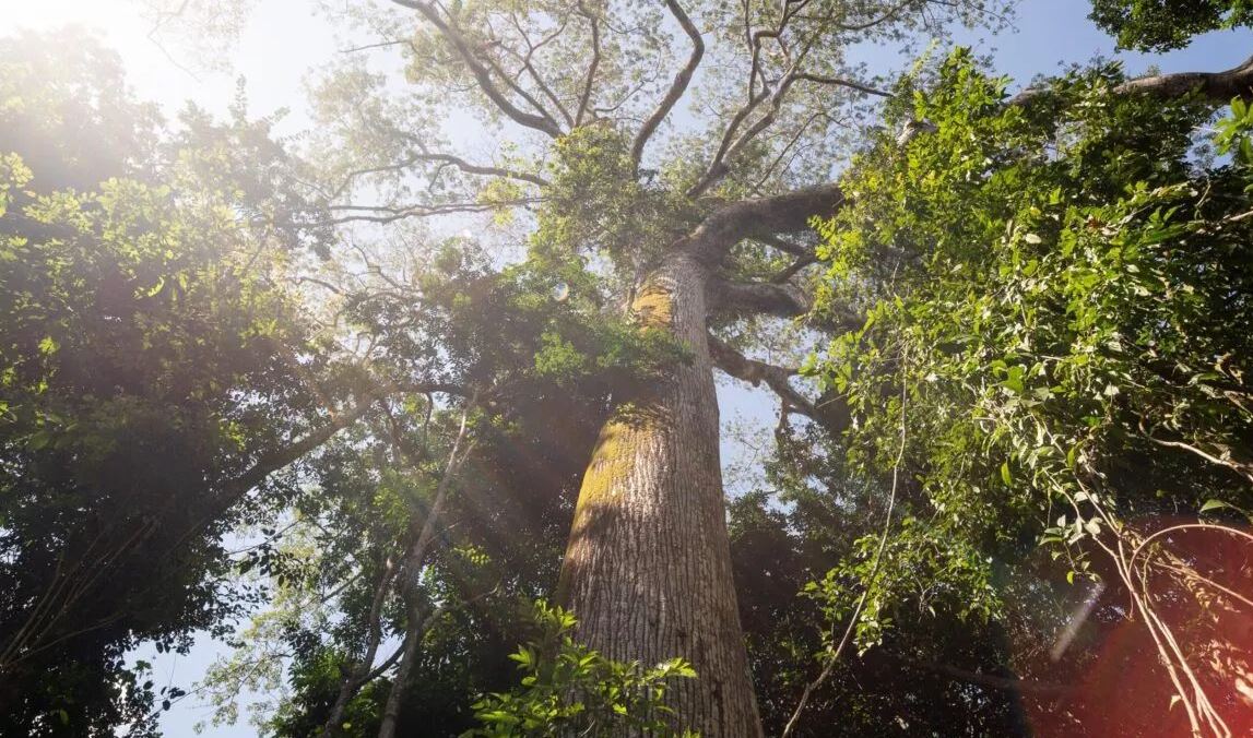 Aquecimento e escassez de chuvas na Amazônia devido ao El Niño