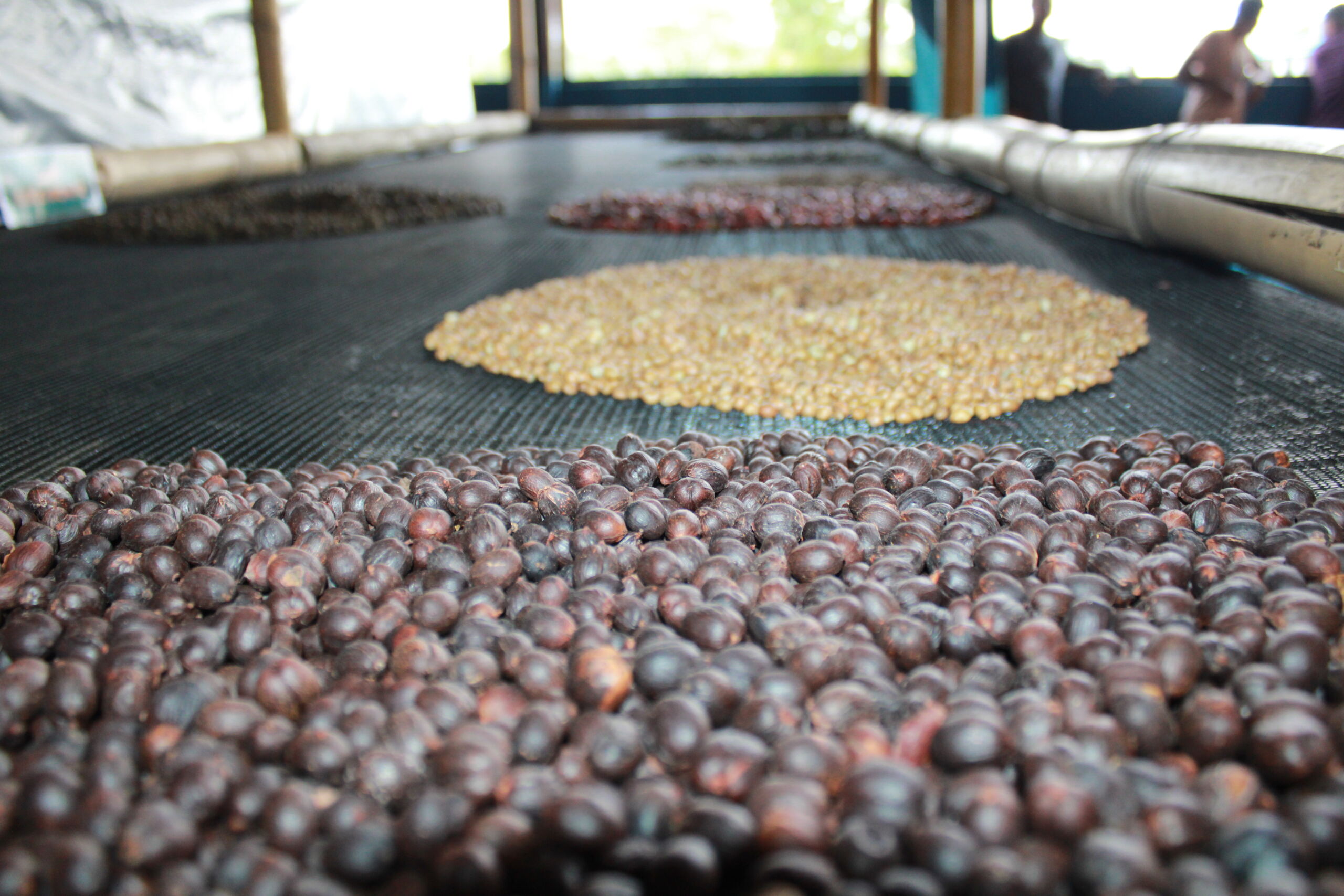 Expo Café em Apuí: Descubra a Jornada do Café do Grão à Xícara