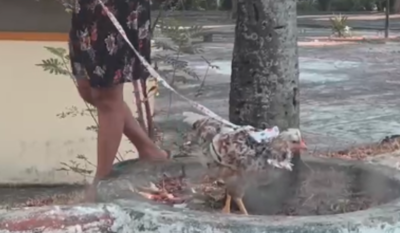 Galinha é vista sendo conduzida de coleira em passeio por Manaus