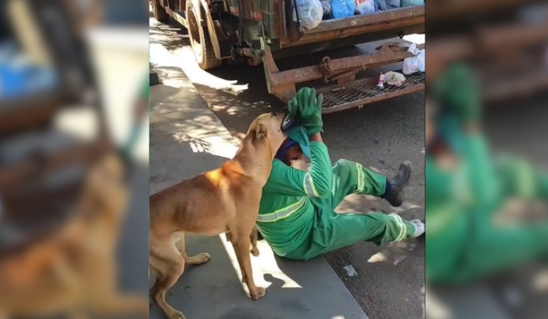 Cachorro caramelo se torna amigo de gari e entretém durante coleta de lixo