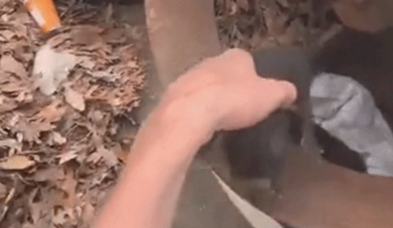 Funcionários salvam gatinhos de triturador industrial em Long Island