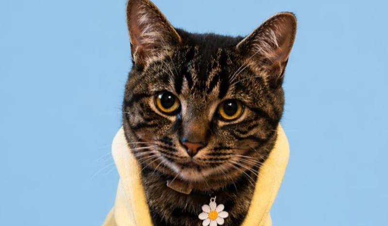 Descubra a renda mensal de tutora de gato influencer nos EUA