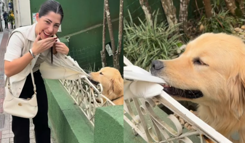 Golden retriever Budy se torna atração após agarrar roupa de noiva