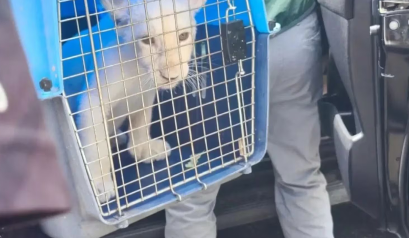 Filhote de leão branco é encontrado em hotel ilegal na Tailândia