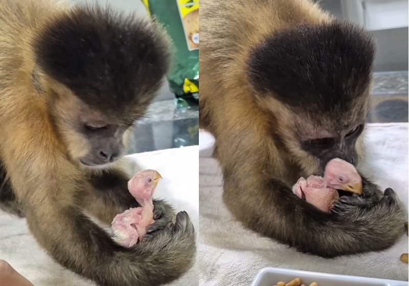 Macaquinho-prego conquista corações ao cuidar de periquito bebê