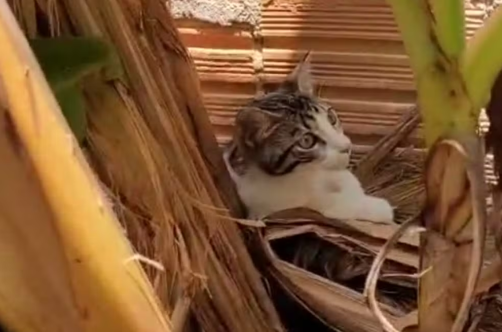 Três homens são presos por maus-tratos a gato em Itacoatiara, AM
