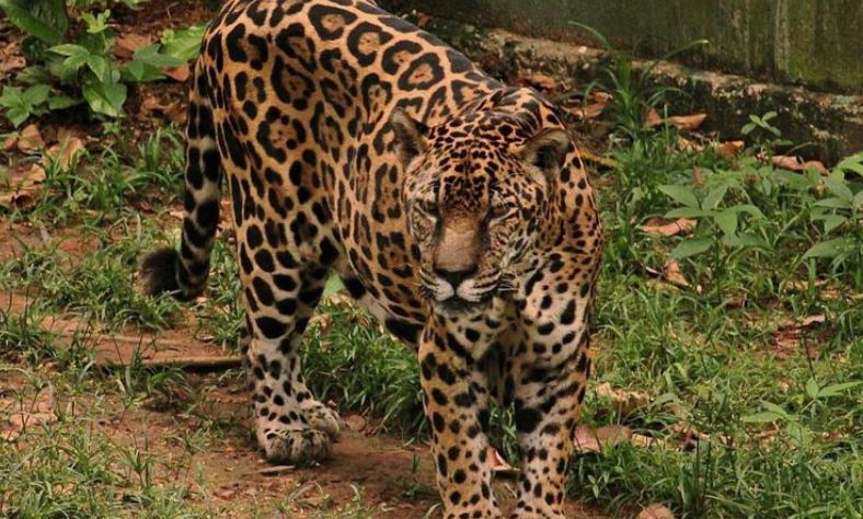Onça-pintada de Manaus é reconhecida como a mais velha do mundo