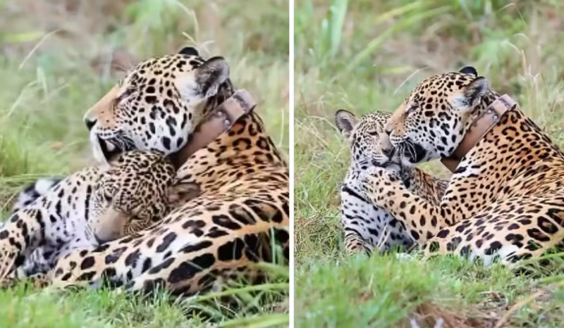 Onça-pintada e filhote são registradas no Pantanal de Miranda, MS