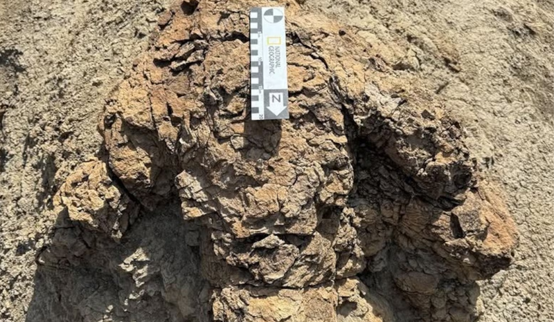 Cientistas descobrem pegadas de tiranossauro pela primeira vez
