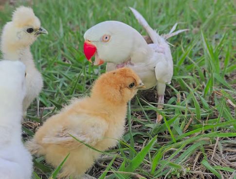 Periquito se junta a pintinhos e encanta com seus 'piu, piu, piu'