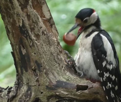 Pica-pau utiliza galho como bigorna para abrir noz e impressiona