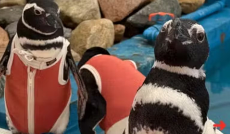 Trajes de cobre ajudam na recuperação de pinguins feridos no Chile