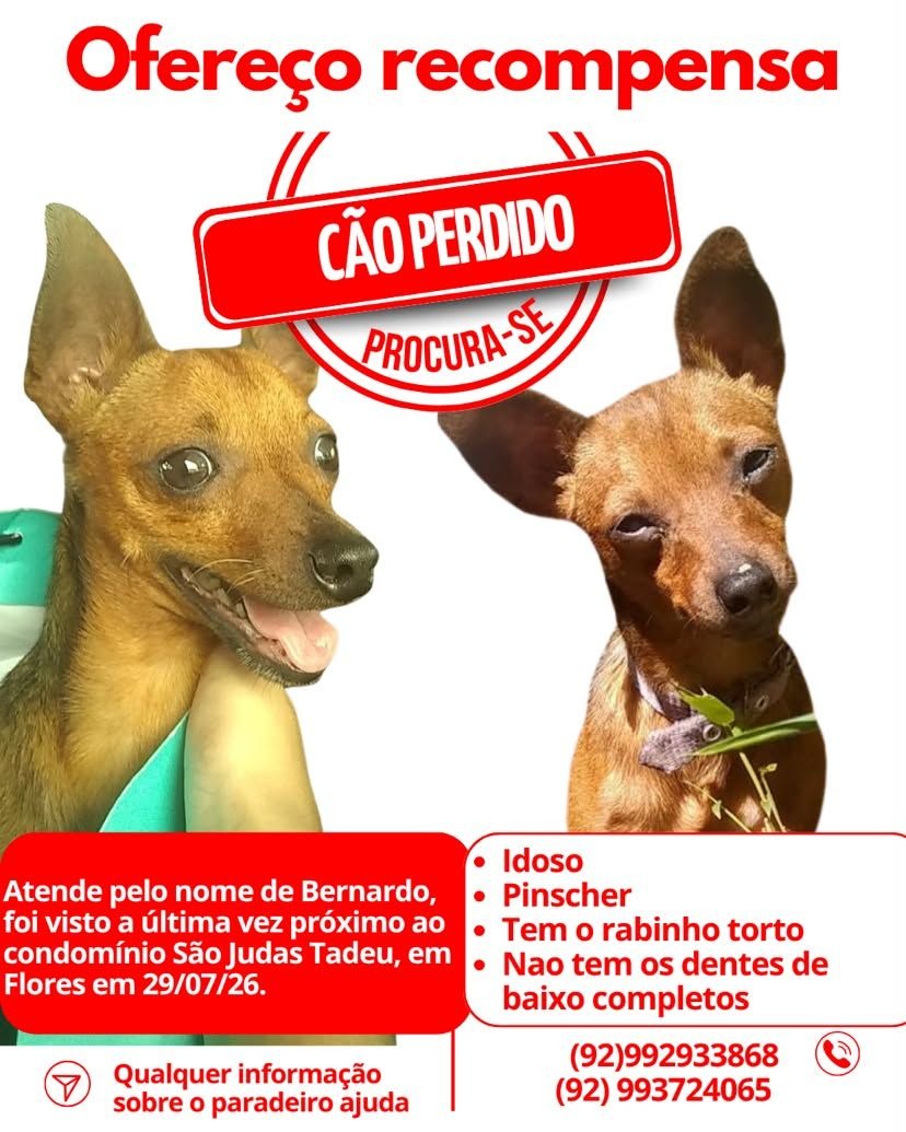 Tutora oferece recompensa por pinscher desaparecido em Manaus