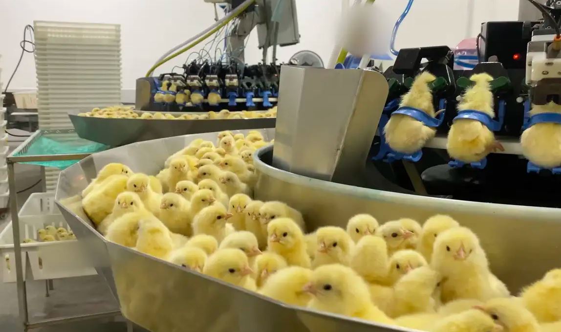 Investigação documenta trituração de pintinhos machos na indústria de ovos no Sul do Brasil