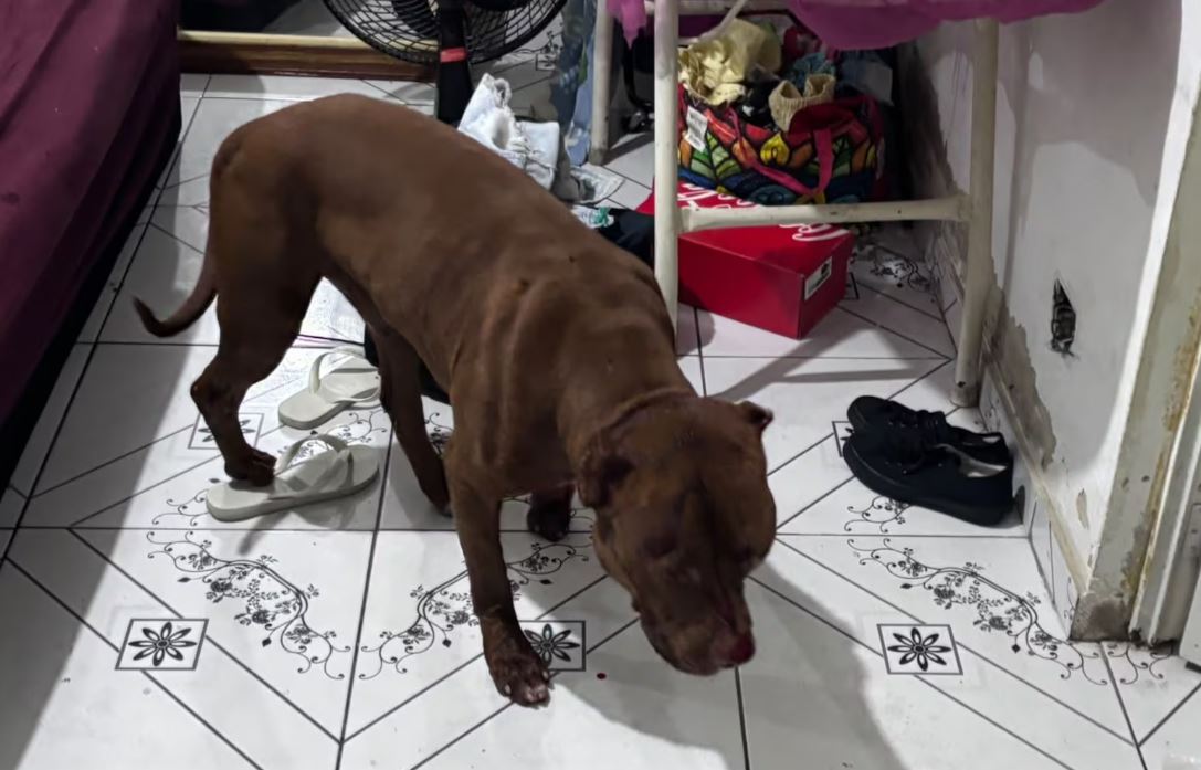 Criança de 3 anos morre após ataque de pitbull no Rio de Janeiro