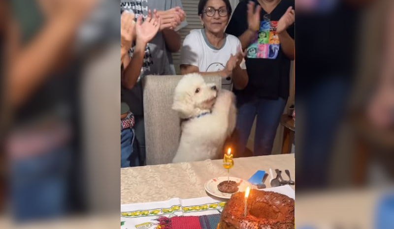 Poodle chama atenção ao 'bater palmas' em seu aniversário de 5 anos na Venezuela