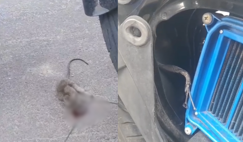 Motociclista encontra rato em fiação e causa de pane em Manaus