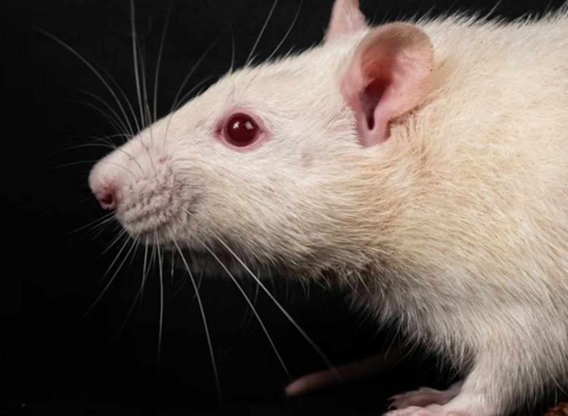 Cientistas criam ratos com cérebro parcialmente humano para novos estudos