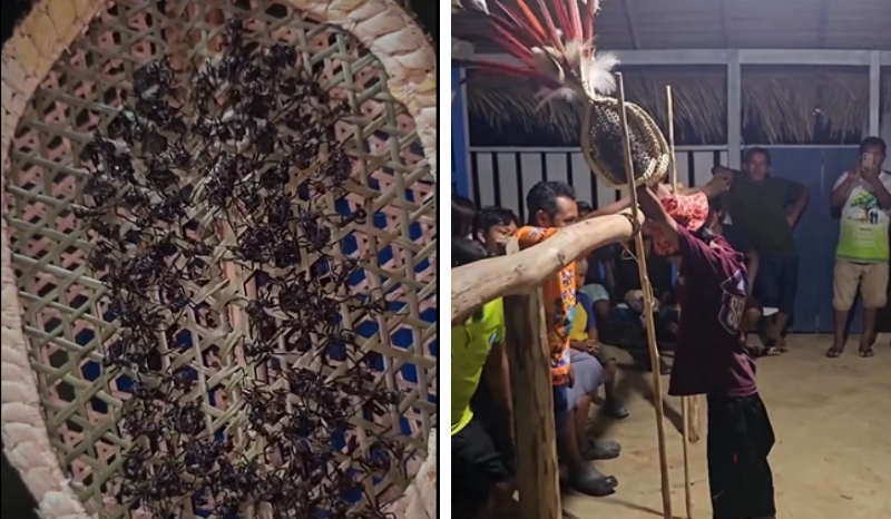 Ritual tucandeira do povo Sateré-Mawé viraliza nas redes sociais
