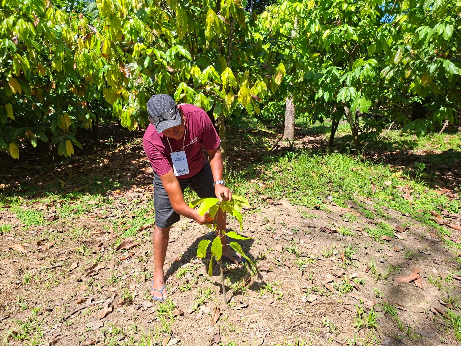 Cultivo de Cacau: Renda e Diversidade na Reserva do Rio Madeira